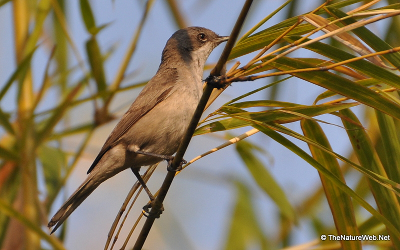 Lesser Whitethroat